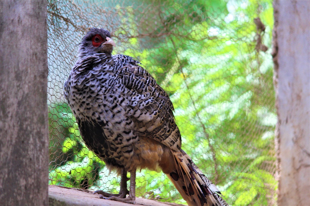 Bird Pheasant Animal Wild Wildlife Nature Feather
